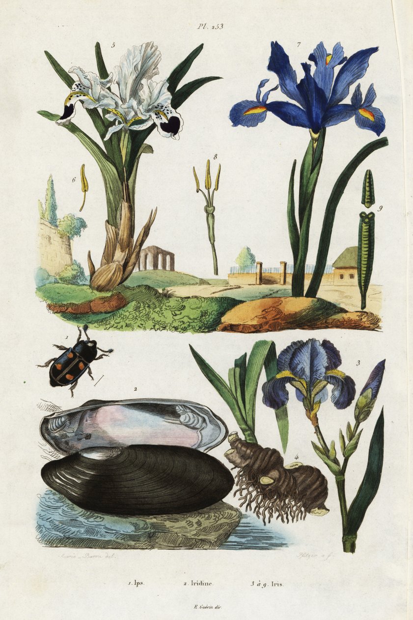 Iris, mossel en kever door Jacques Reyne Isidore Acarie Baron