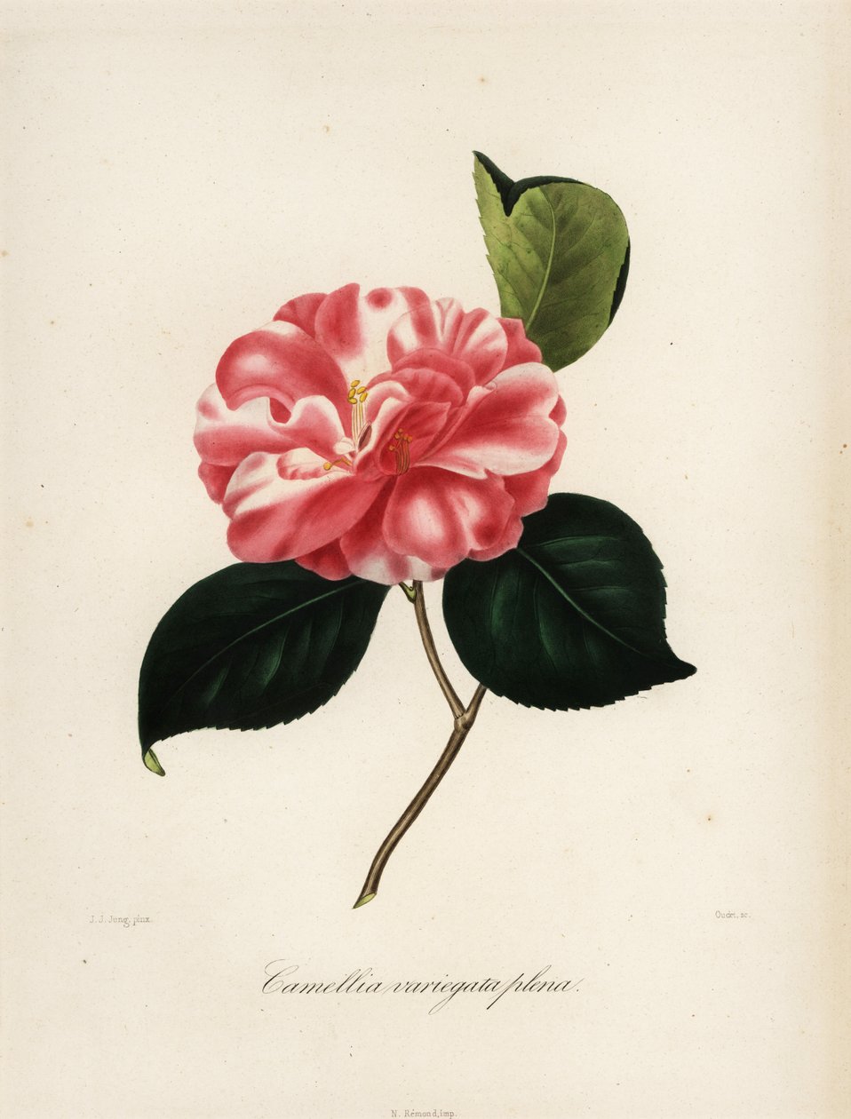 Camellia japonica variëteit, Camellia variegata plena door Jakob (after) Jung