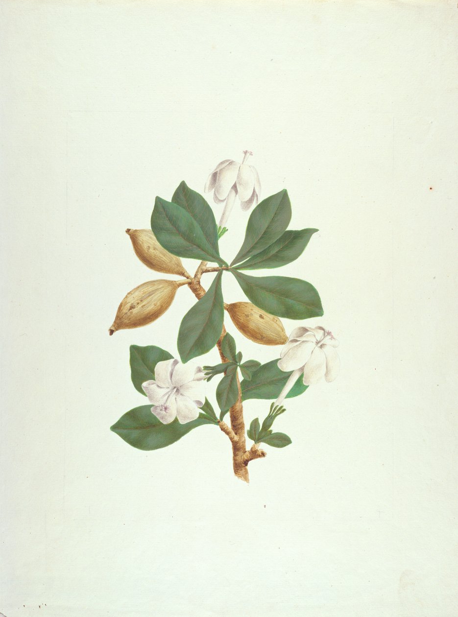 Aquariti (bladeren, bloemen en fruit) door James Bruce