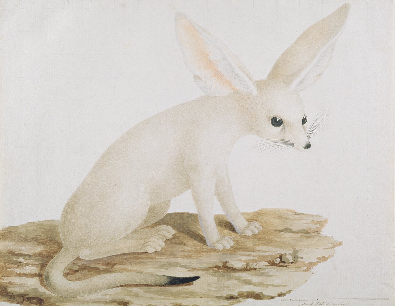 Fennec nr. 3 Oorspronkelijke illustratie in Reizen door Abessinië door James Bruce