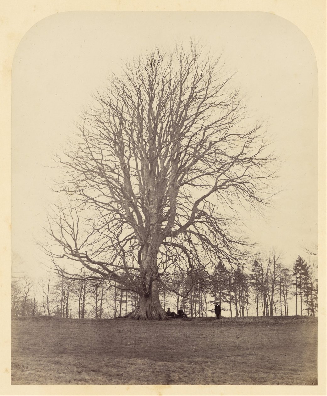 Grote Beuk op Manor Hill door James Sinclair