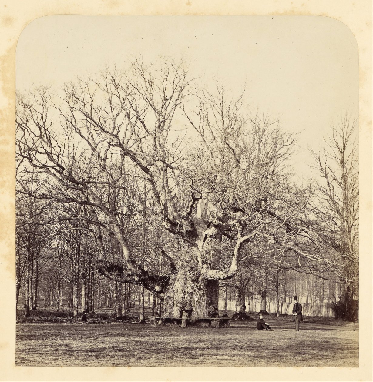 Oude Pollard Eik bij Forest Gate door James Sinclair
