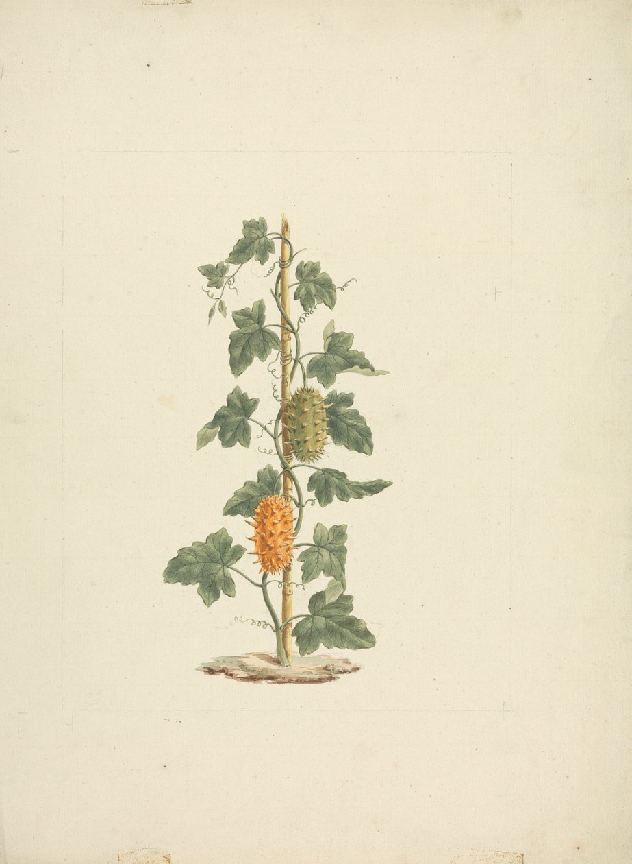 Cucumis metuliferus Naud (wilde komkommer): afgewerkte tekening door James Bruce