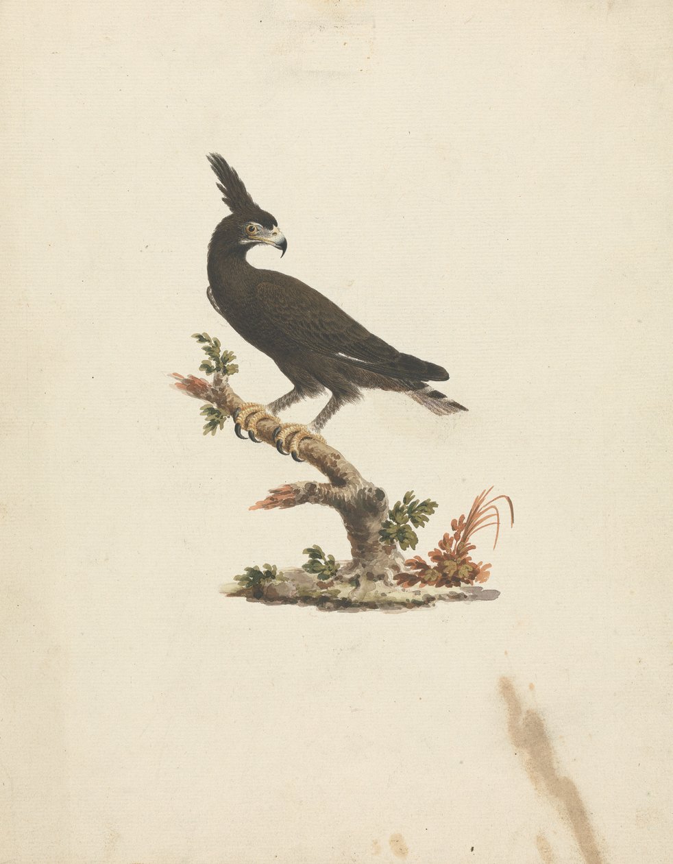 Lophaetus occipitalis (Langkuifarend) door James Bruce