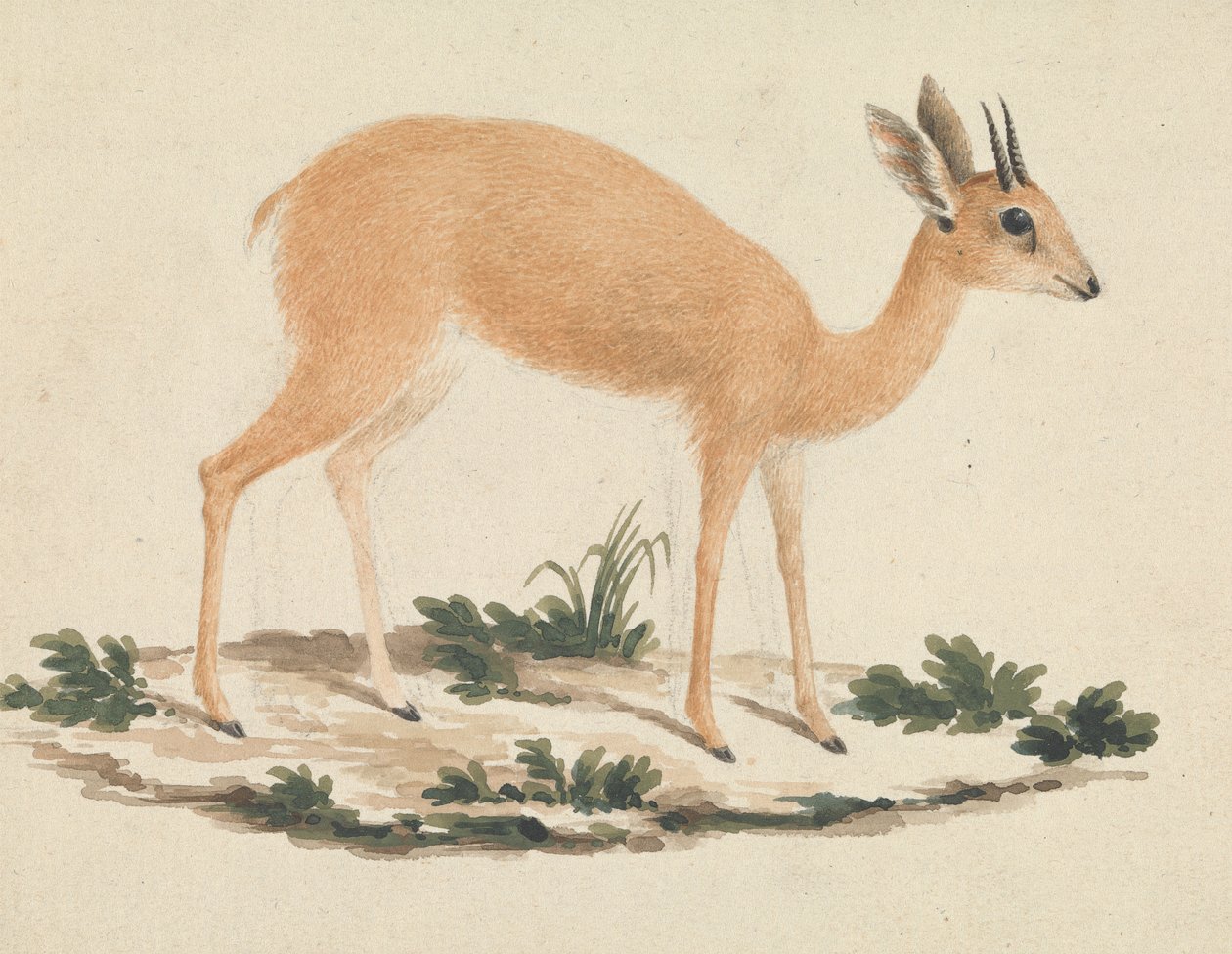 Madoqua (Dik-dik) door James Bruce