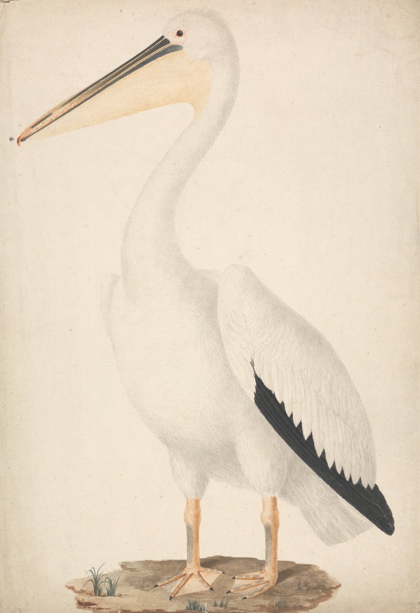Pelecanus onocrotalus (Grote witte pelikaan) door James Bruce