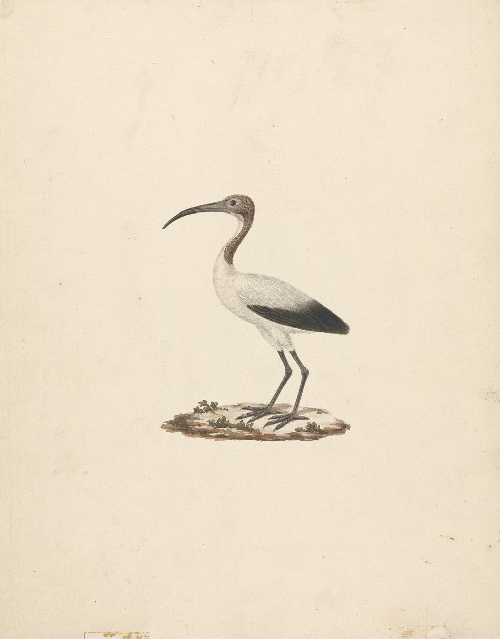 Threkiornis aethiopicus (Afrikaanse heilige ibis) door James Bruce