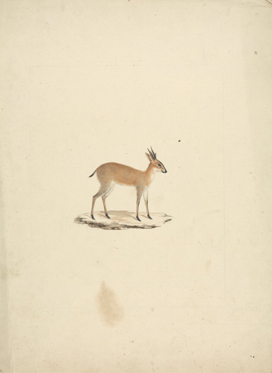 Ongeïdentificeerde madogua (Dik-dik) door James Bruce