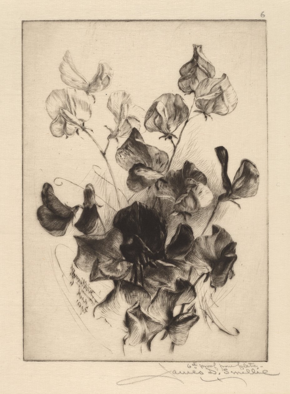 Lathyrus door James David Smillie