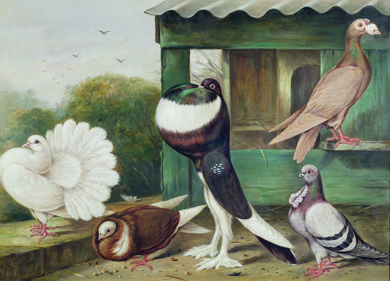 Onbekend Beeld door James E. Bourhill