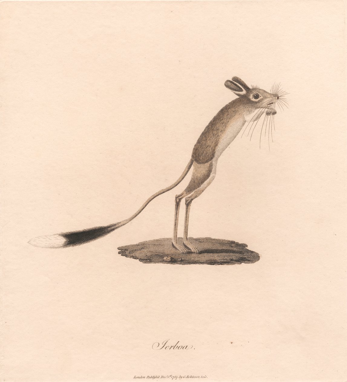 Jerboa door James Heath
