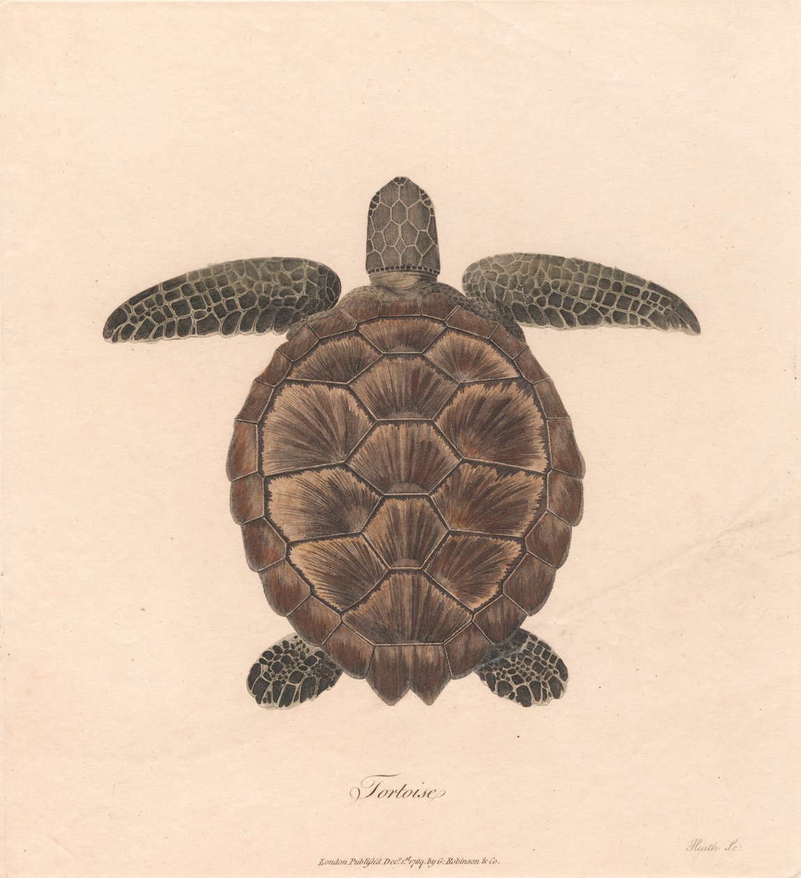 Schildpad door James Heath