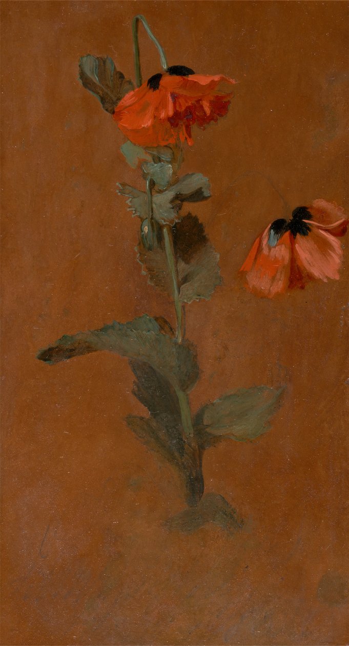 Studie van klaprozen, 1832 door James Inskipp