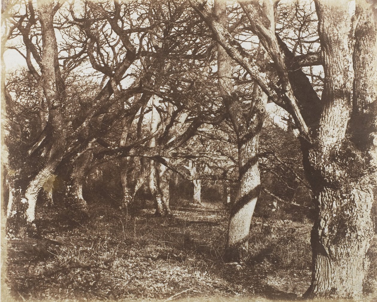 Een Blik in Leigh Woods, 1853-56 door James Knight