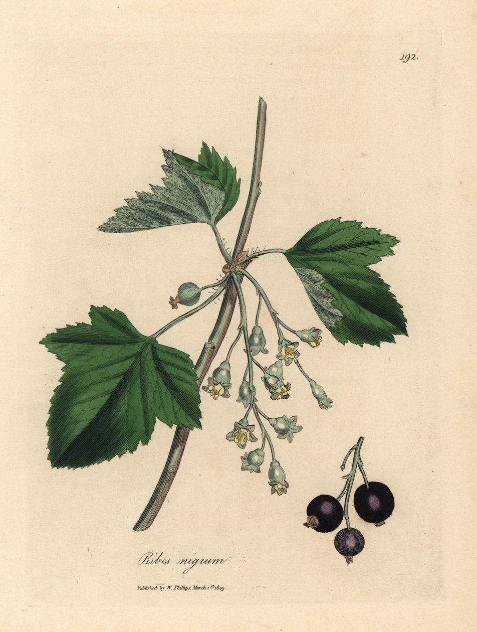 Zwarte bes, Ribes nigrum door James Sowerby