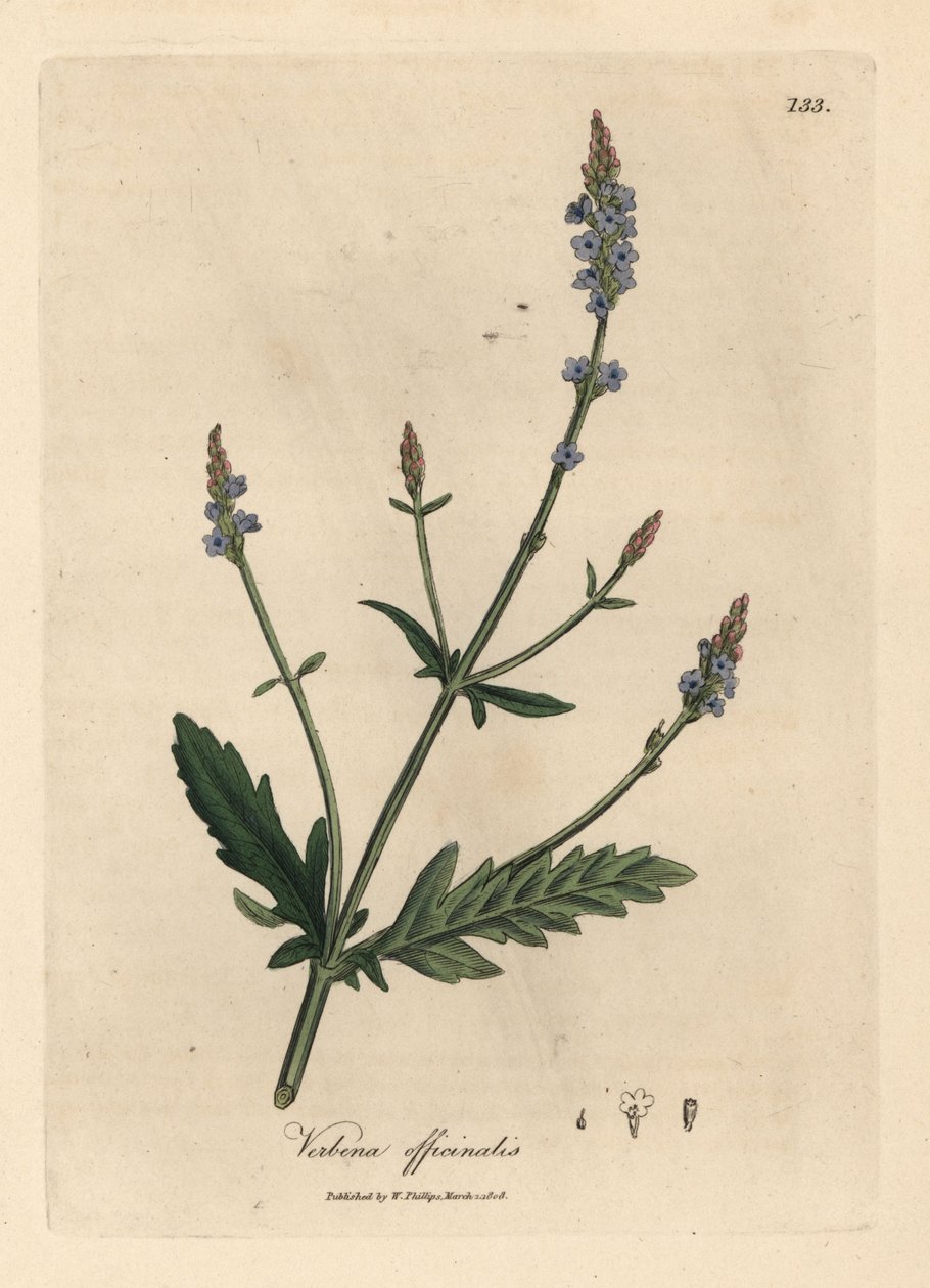 Blauwe bloeiende ijzerhard, Verbena officinalis door James Sowerby