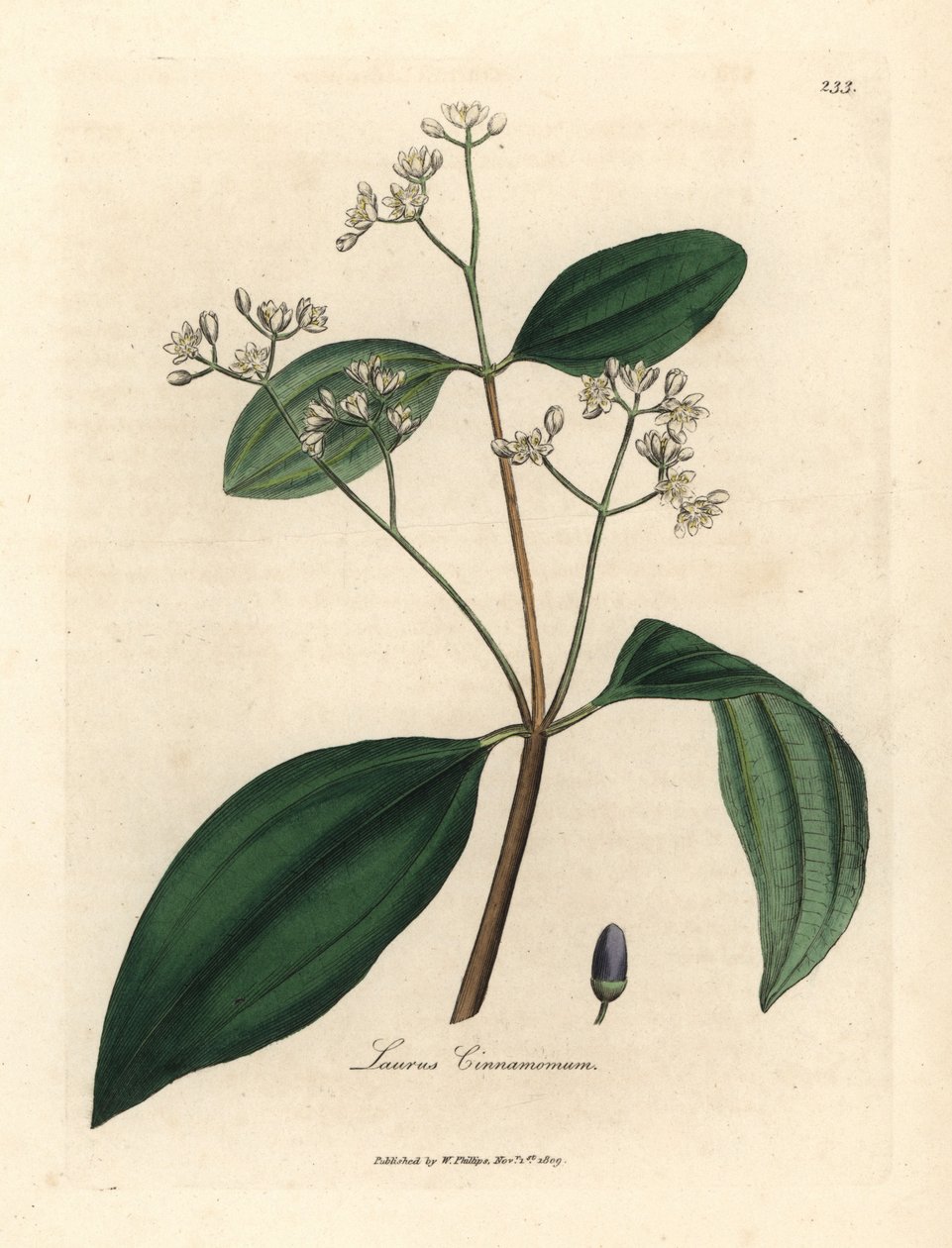 Kaneelboom, Laurus cinnamomum door James Sowerby