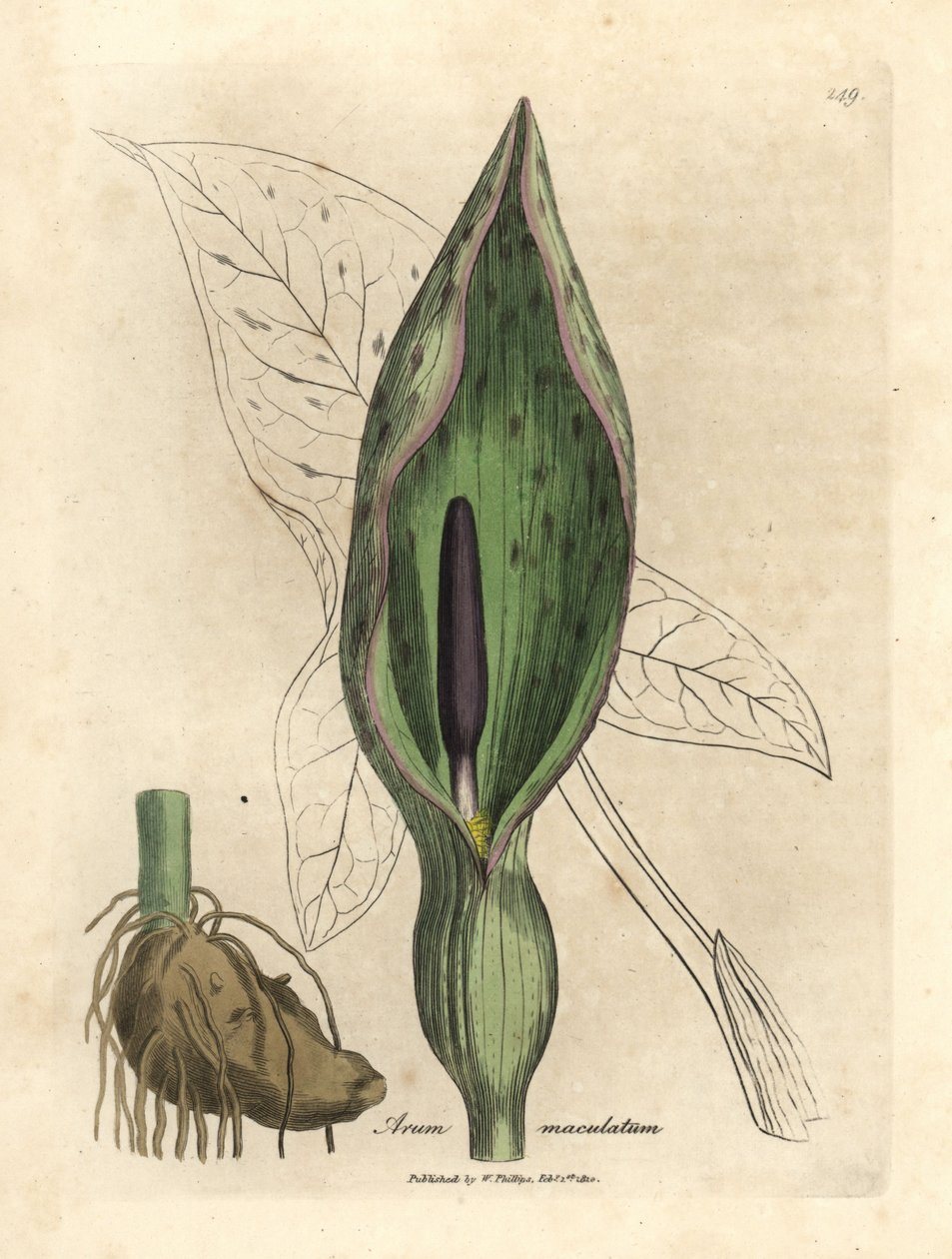 Gevlekte aronskelk, Arum maculatum door James Sowerby