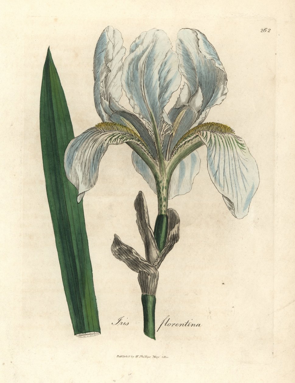 Florentijnse iris door James Sowerby