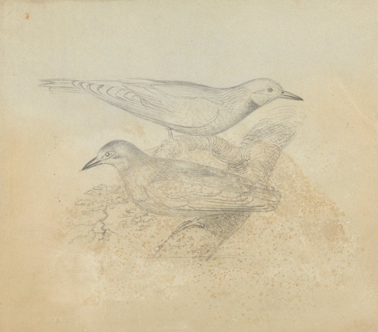 Twee vogels op een tak door James Sowerby
