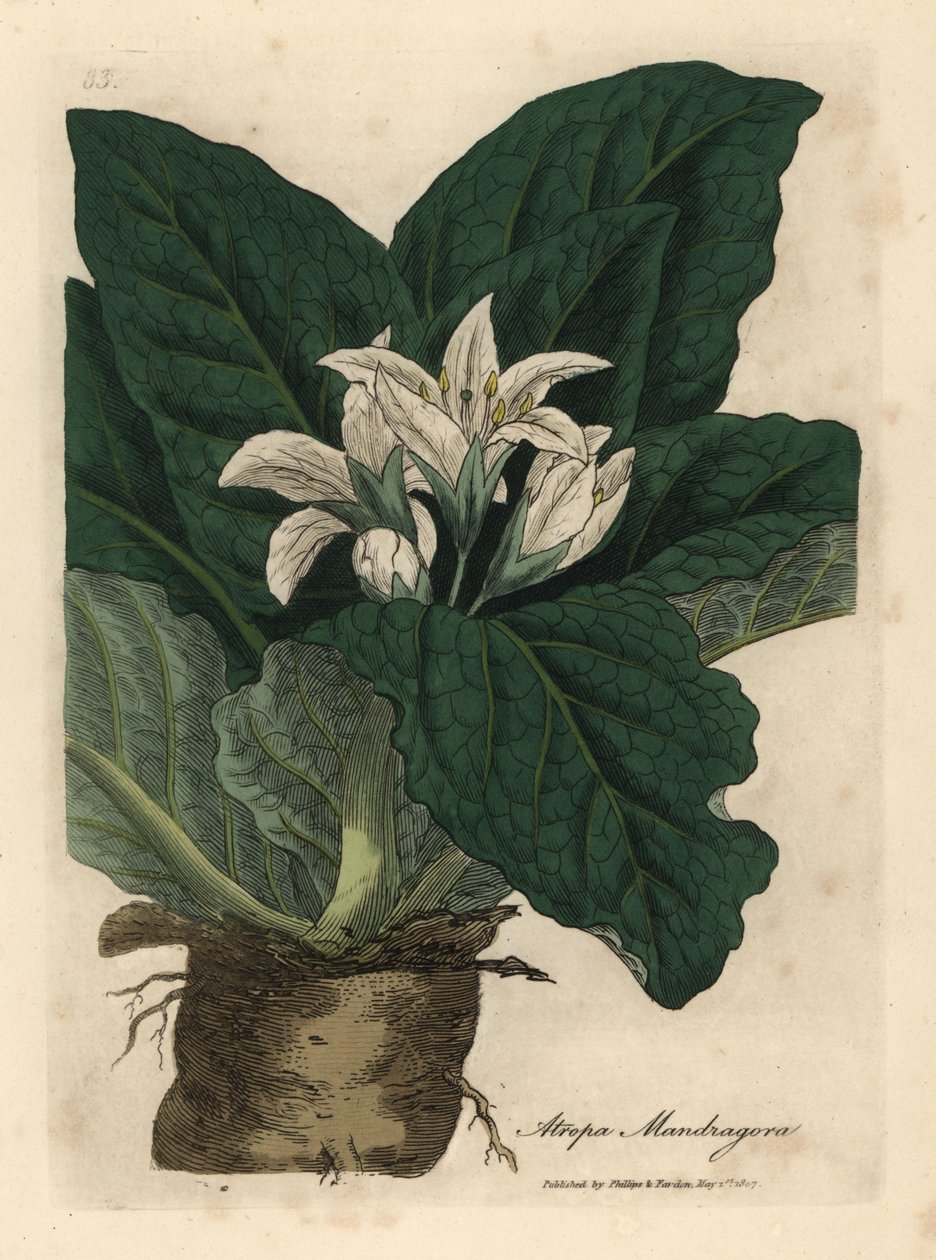 Witbloemige alruin, Atropa mandragora door James Sowerby