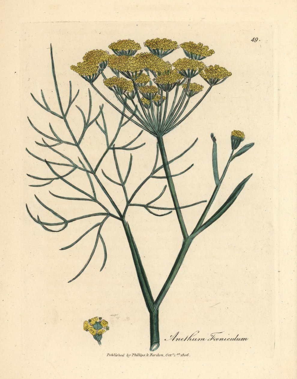 Gele venkelbloem, Anethum foeniculum door James Sowerby