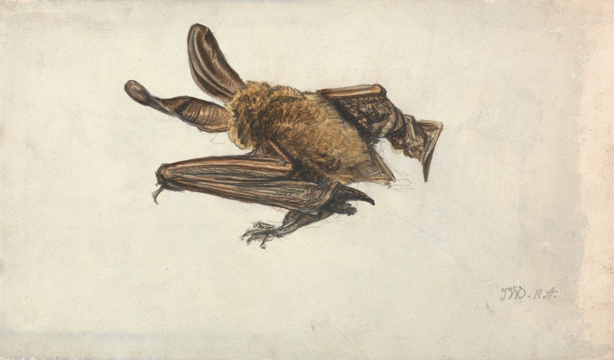 Een bruine grootoorvleermuis (Plecotus auritus) door James Ward