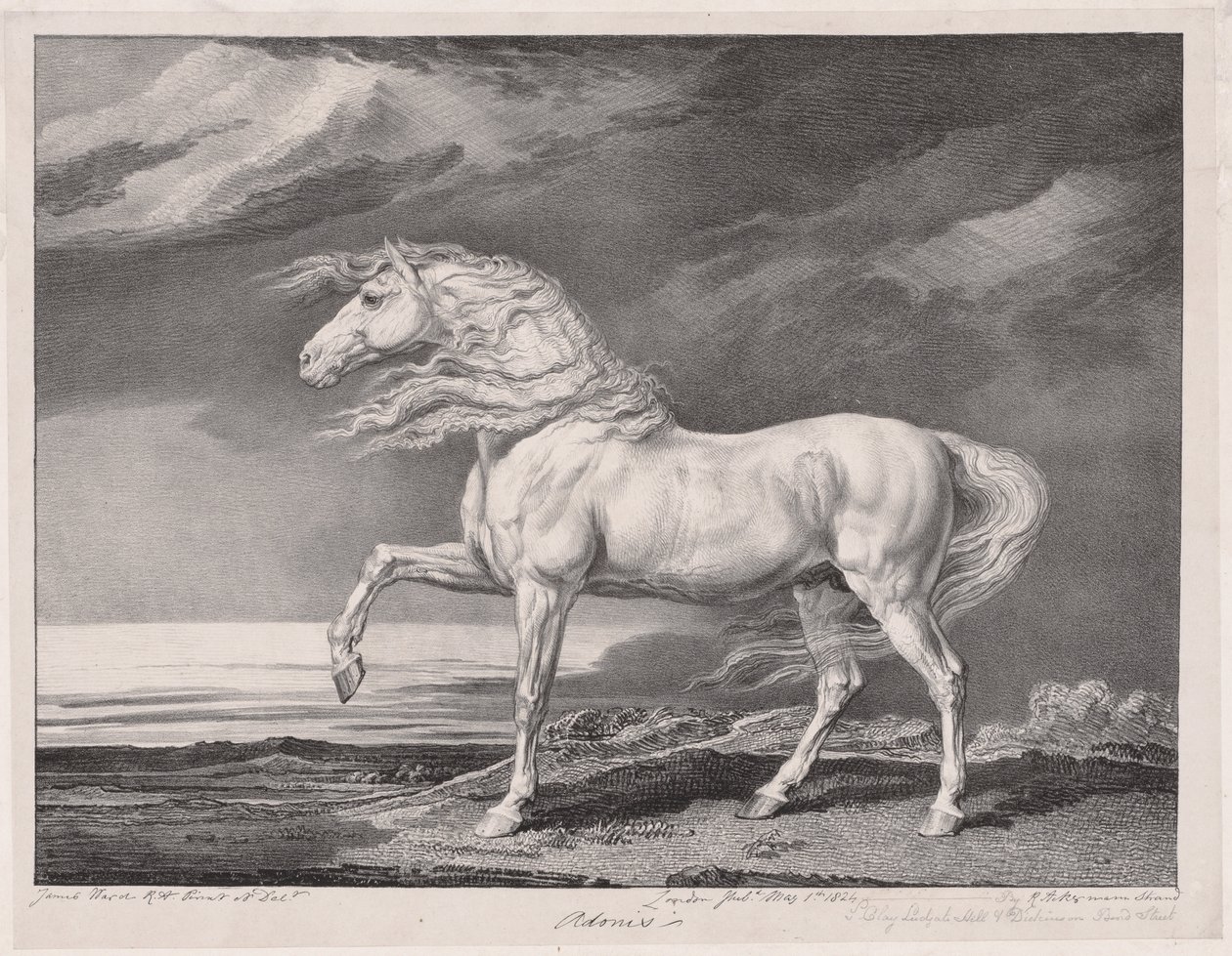 Veertien beroemde paarden: Adonis, 1824 door James Ward