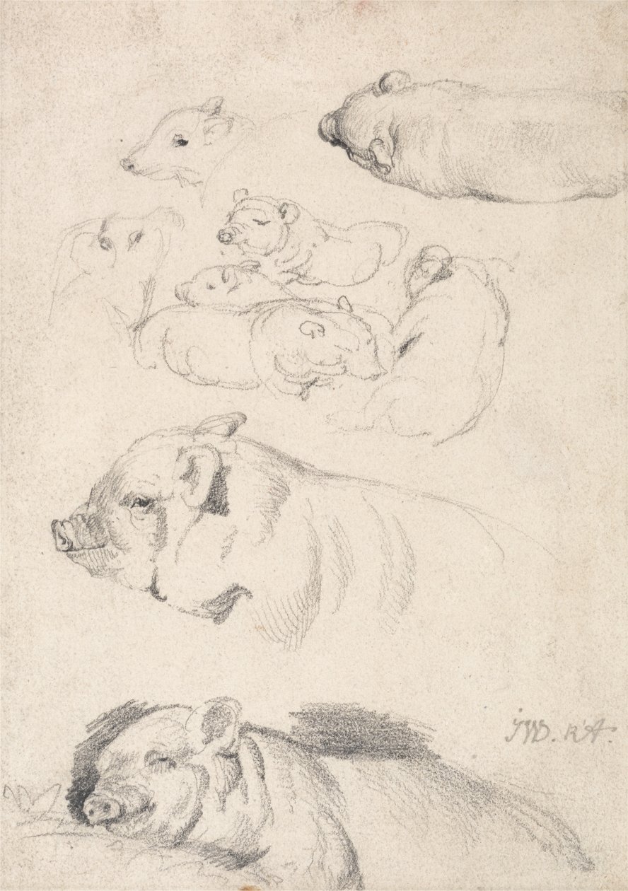 Studies van Varkens door James Ward