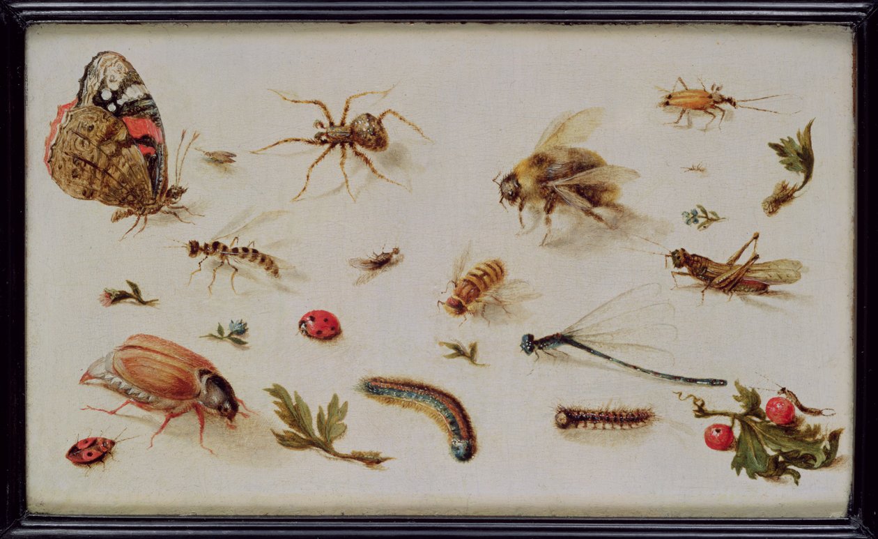 Een studie van insecten door Jan the Elder Brueghel