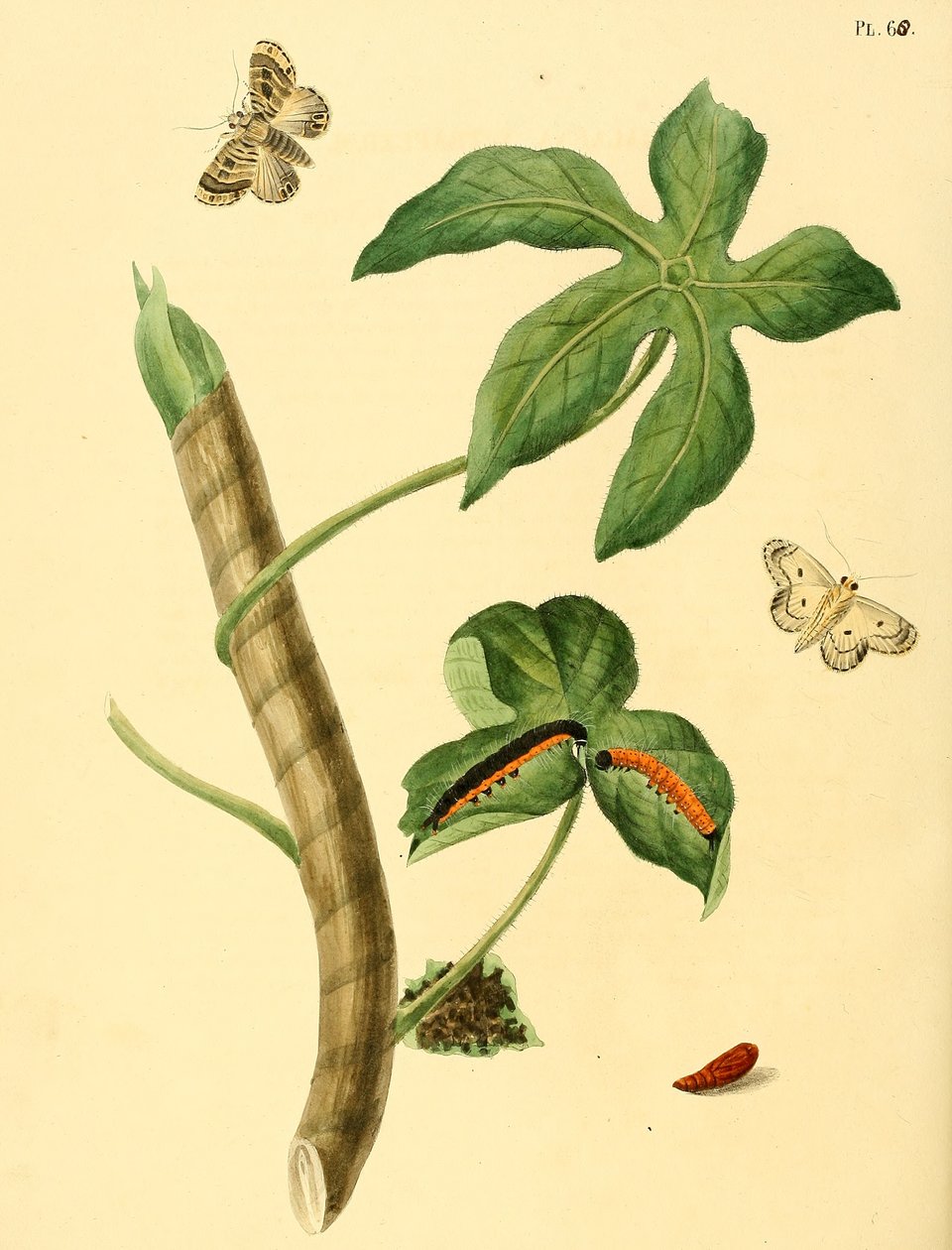 Phalaena ditrapezium door Jan Christiaen Sepp
