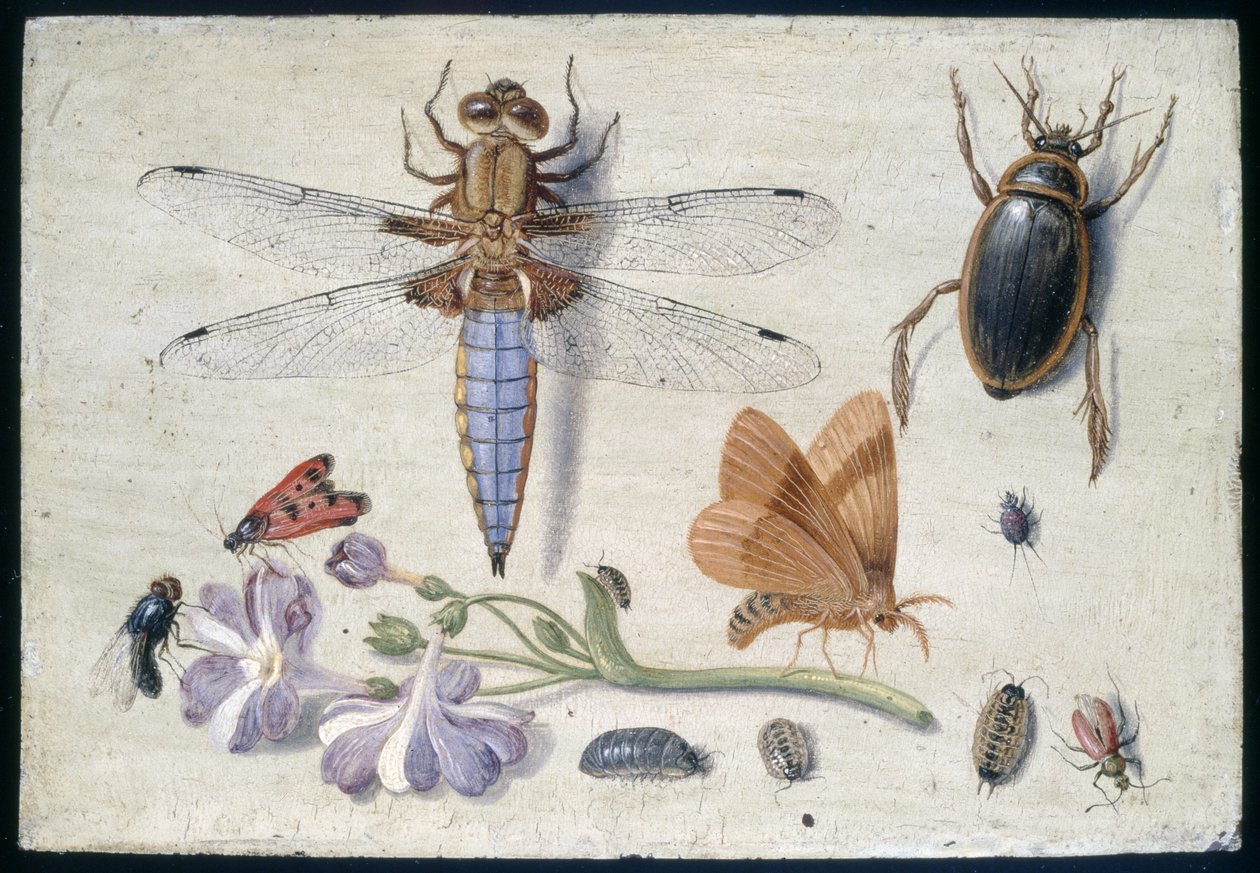 Een Meikever, Kever, Pissebedden en andere Insecten, met een Takje Auricula, vroege jaren 1650 door Jan van Kessel the Elder