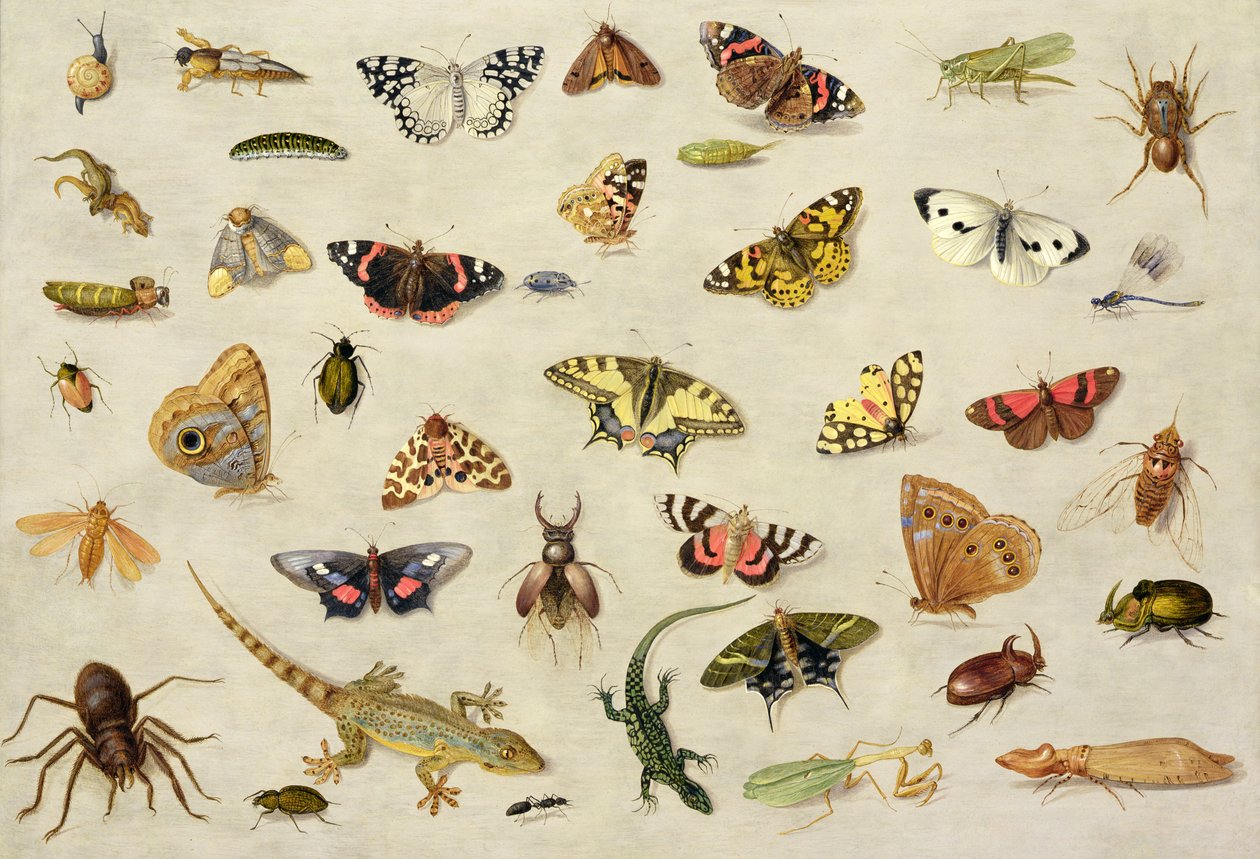 Een studie van insecten door Jan van Kessel the Elder