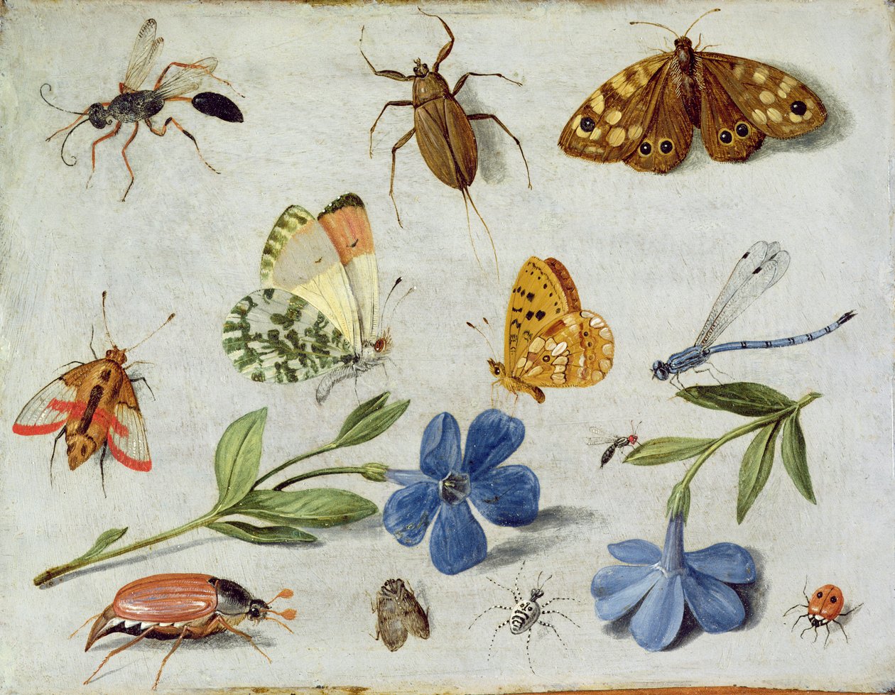 Insecten door Jan van Kessel the Elder