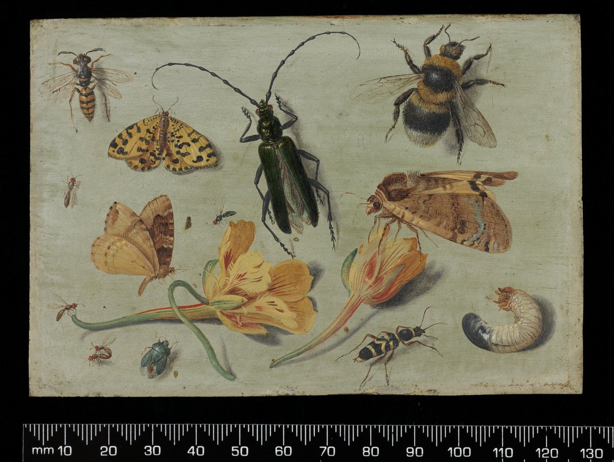 Insecten door Jan van Kessel the Elder