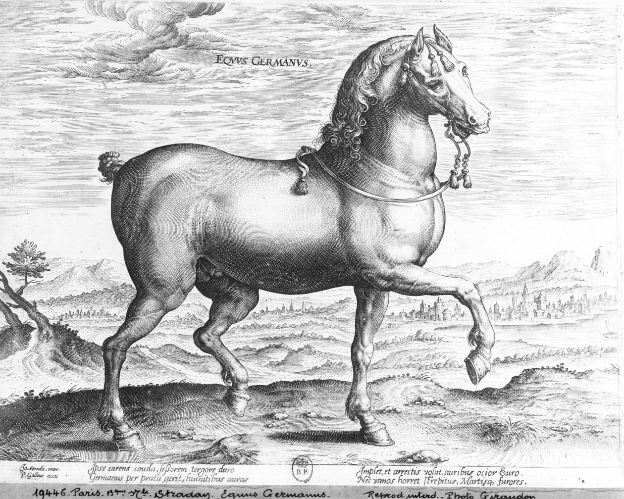 Equus Germanus door Jan van der Straet
