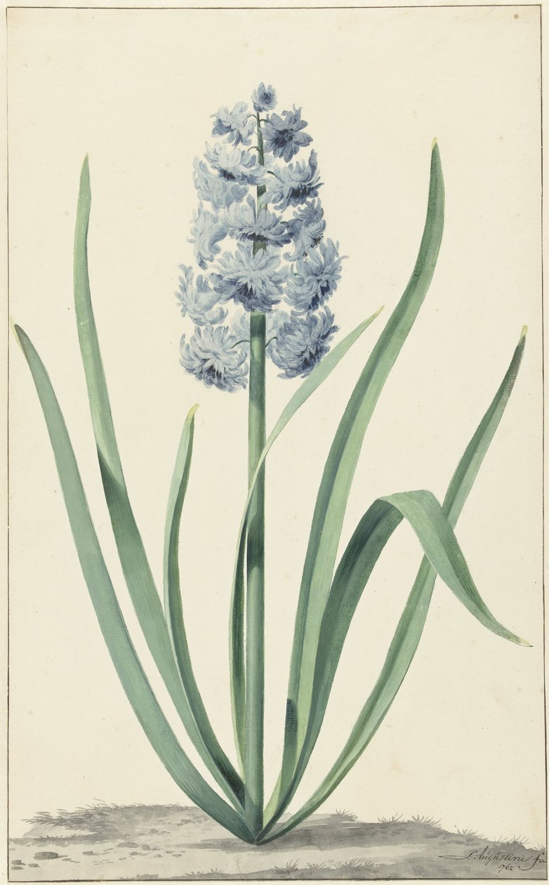 De blauwe hyacint Franciscus Primus door Jan Augustini