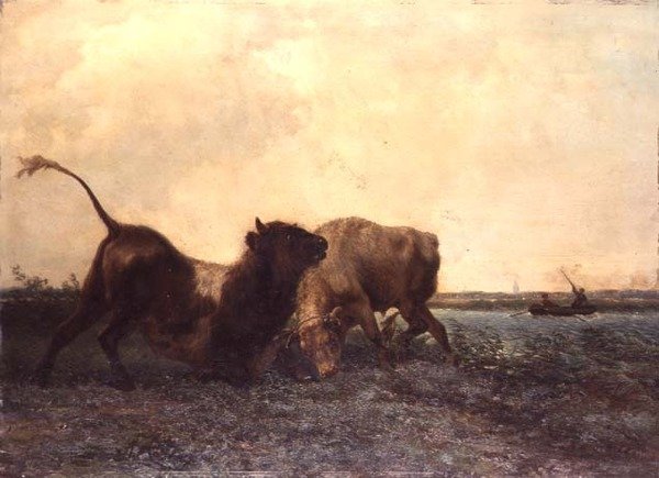 Vechtende Stieren door Jan Bedys Tom