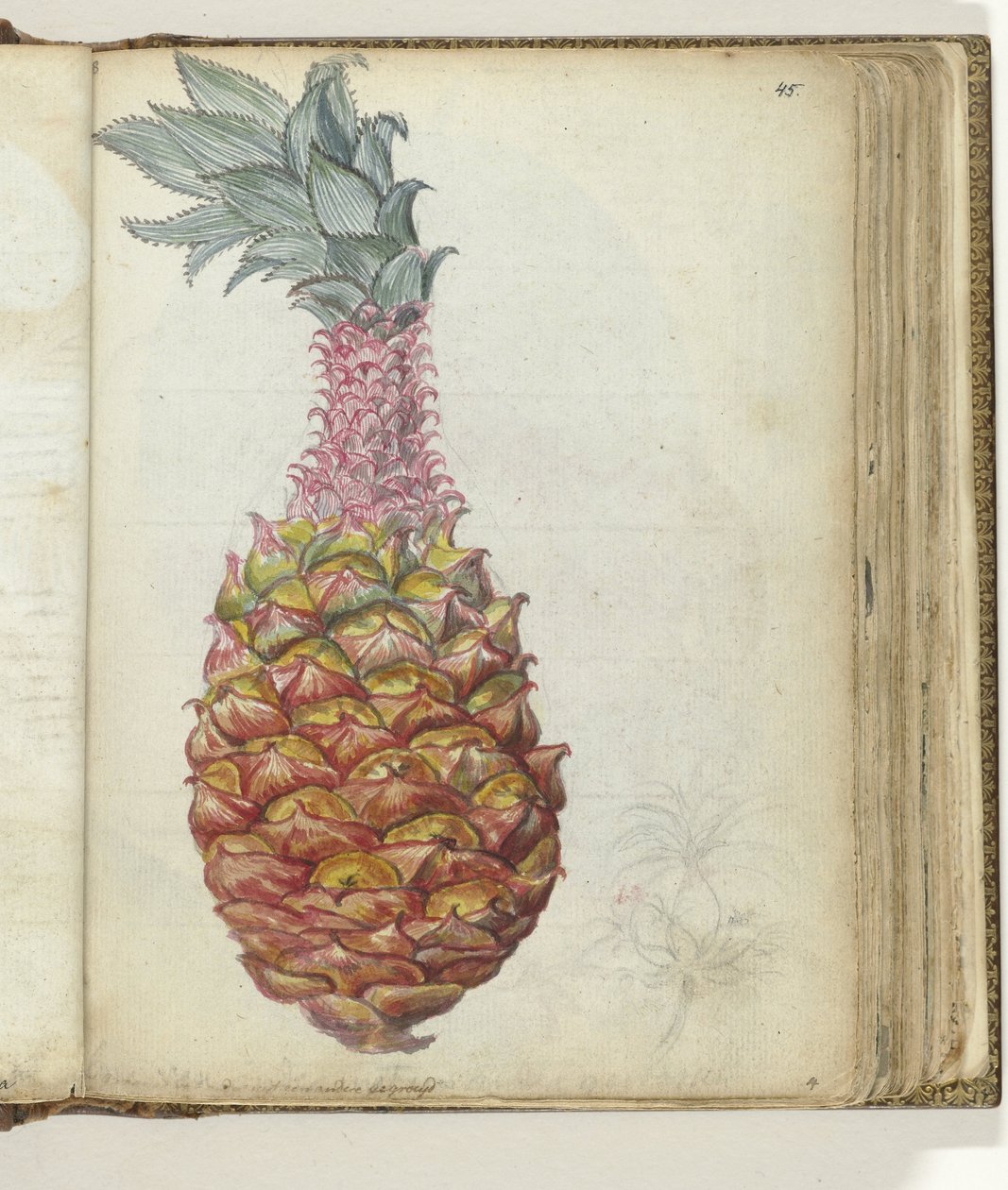 Ananas door Jan Brandes