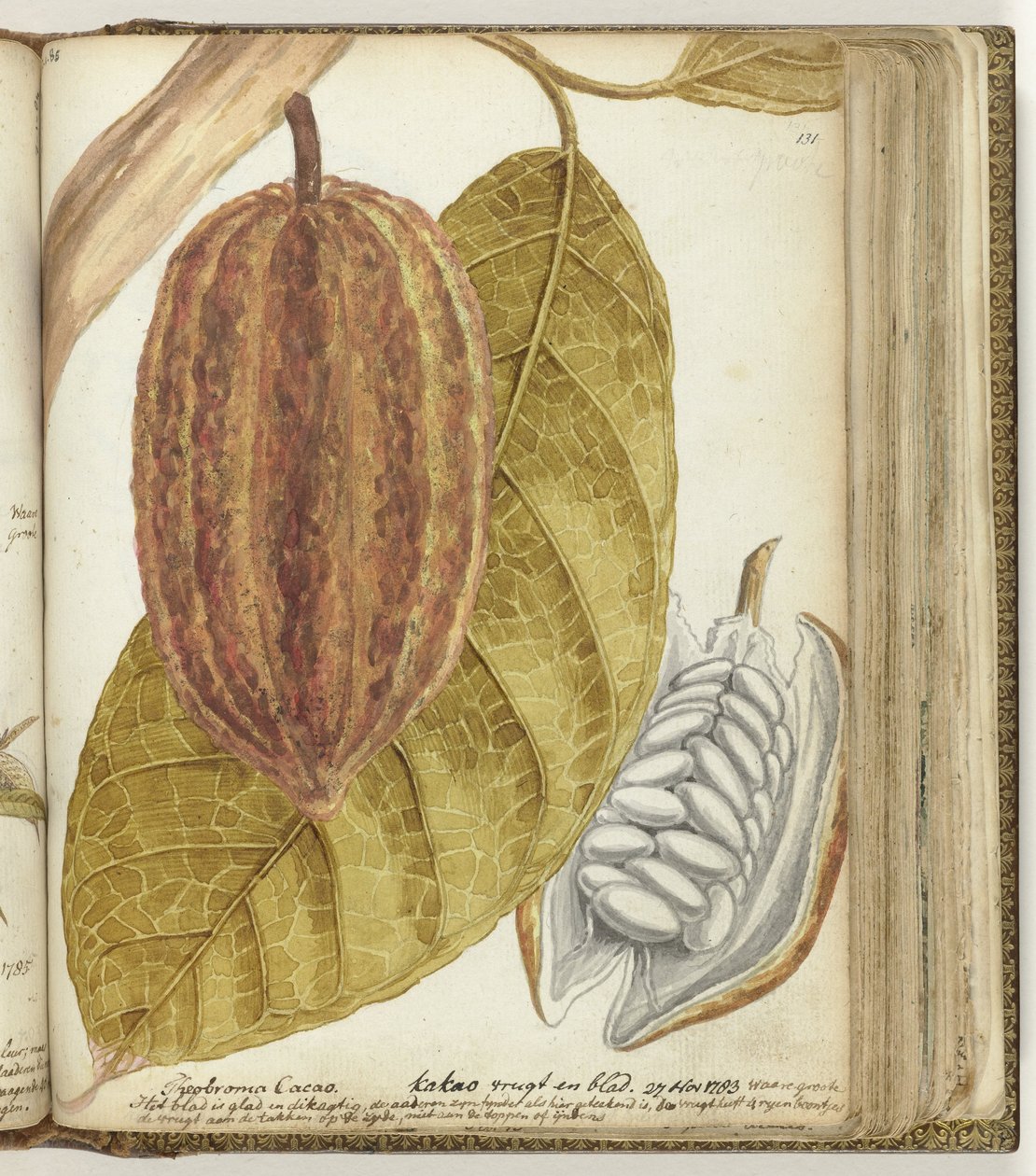 Cacao door Jan Brandes