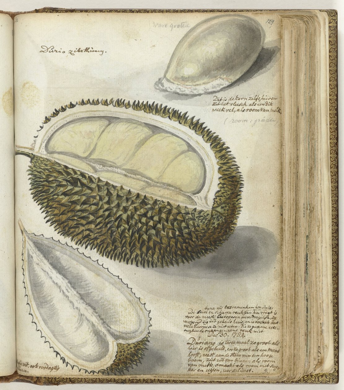 Durian door Jan Brandes