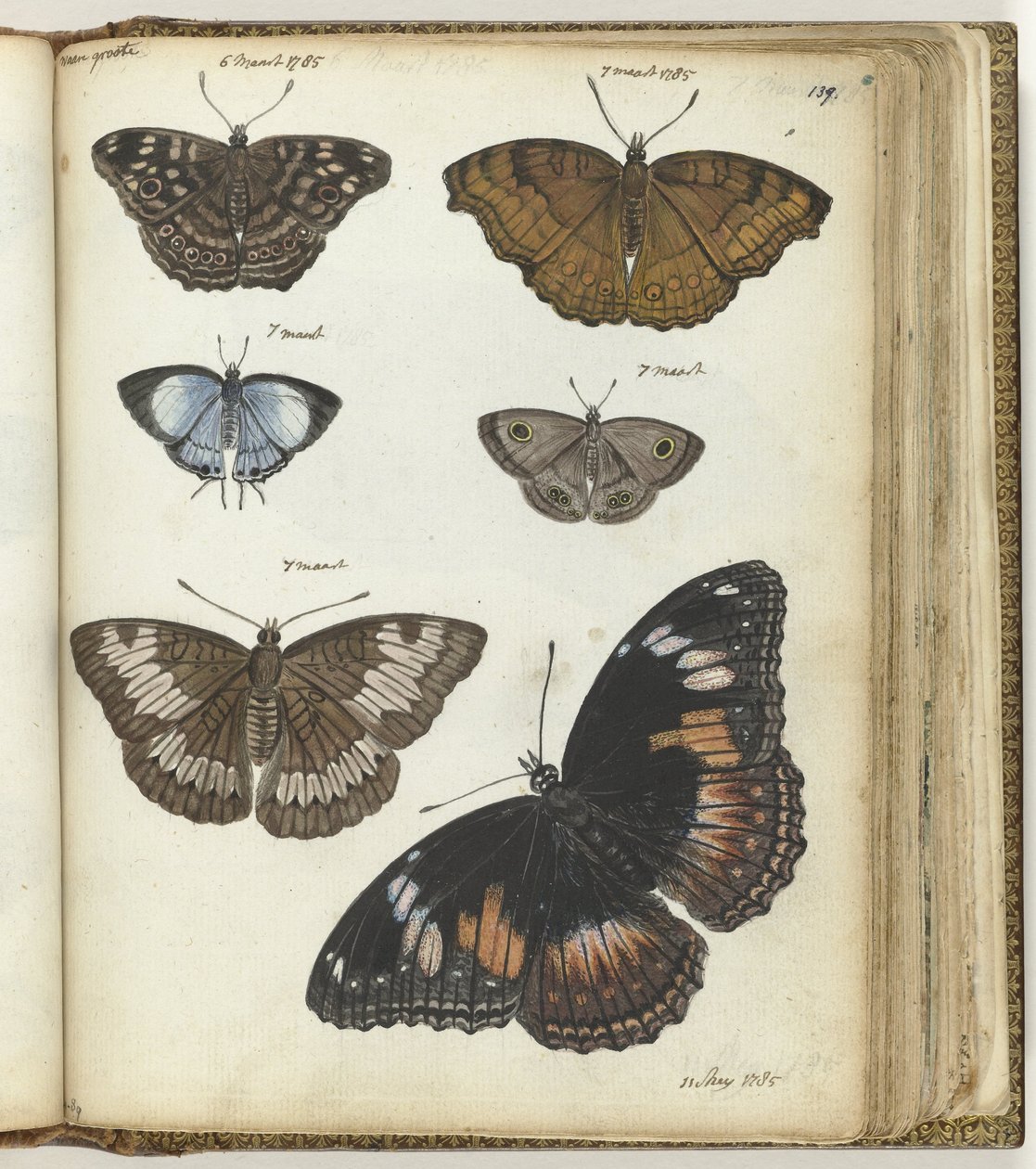 Indische vlinders door Jan Brandes