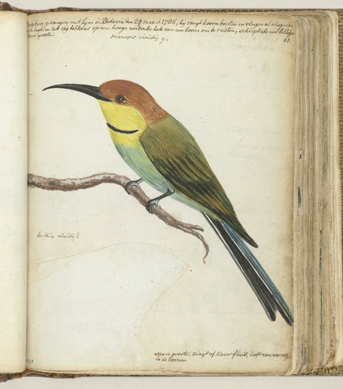 Kleine vogel op tak door Jan Brandes