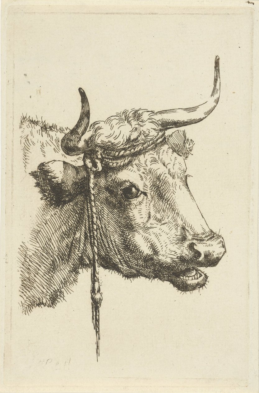 Kop van een koe door Jan Kobell (II)