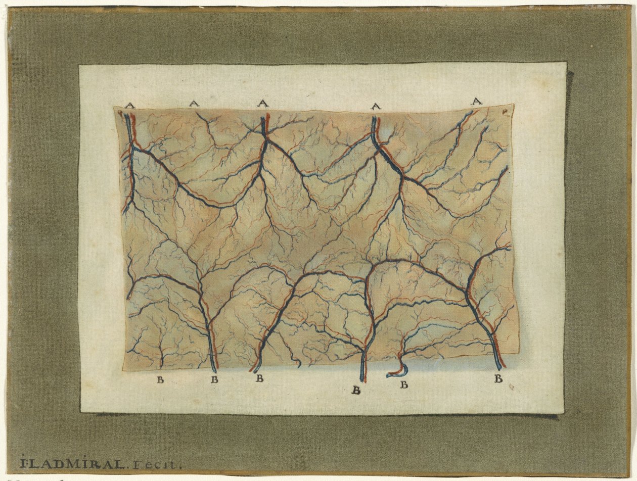 Anatomische studie van het bloedvatenstelsel door Jan l