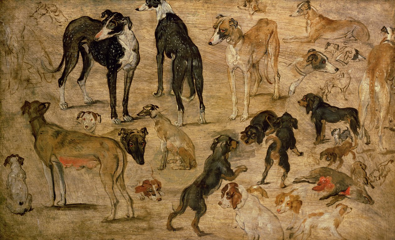 Studie van honden, 1616 door Jan the Elder Brueghel