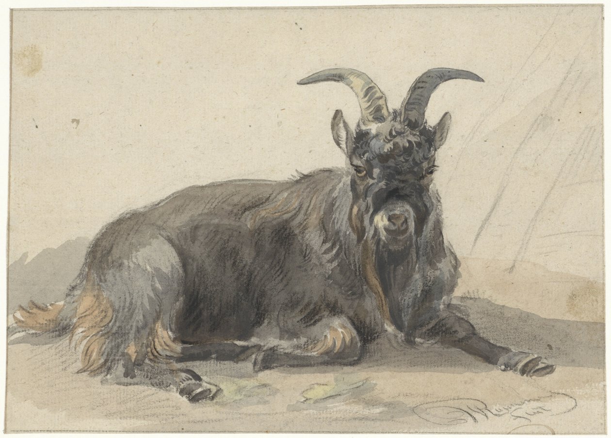 Liggende zwarte geitenbok door Jan van Ravenswaay