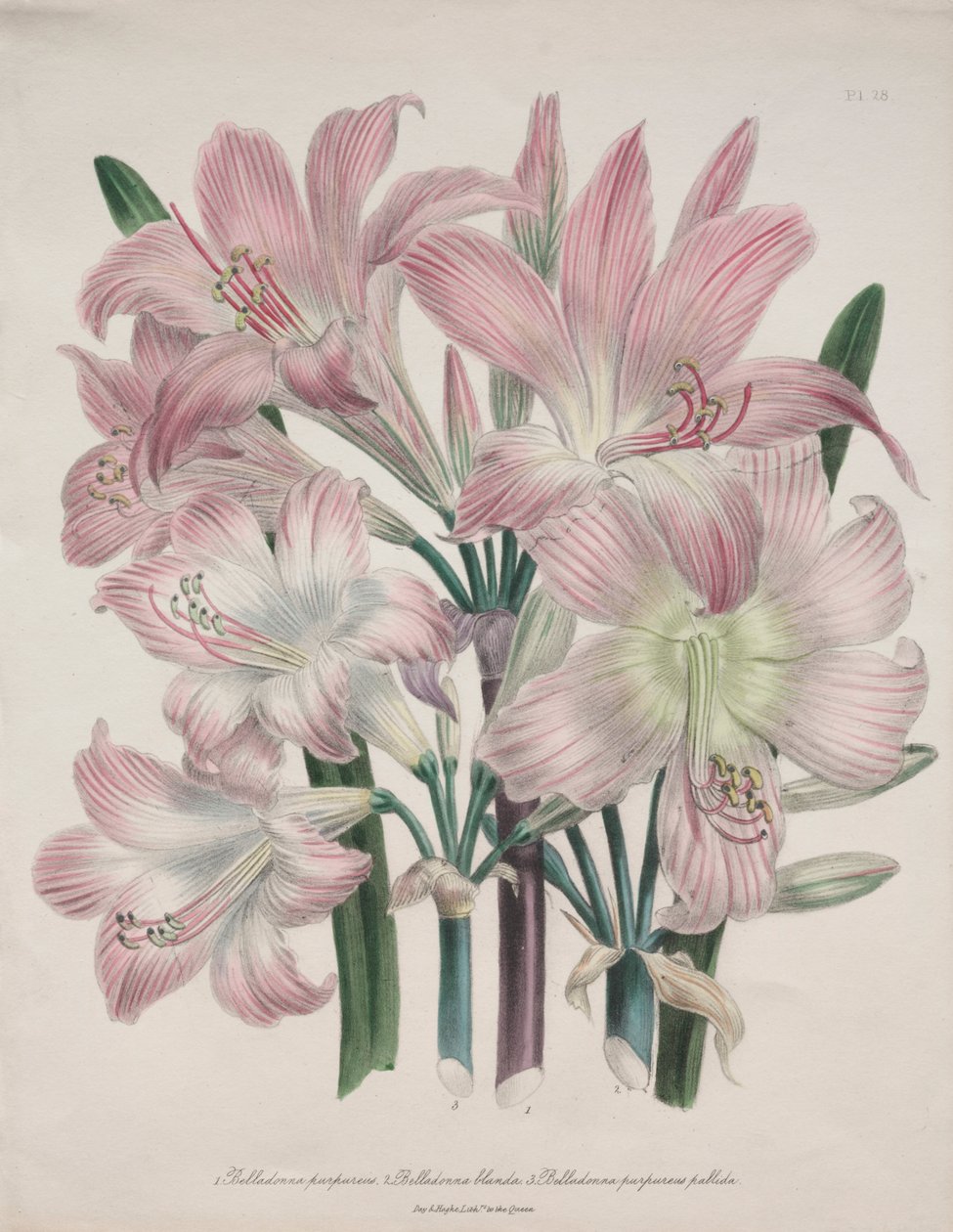 Belladonna-lelie: Amaryllis belladonna door Jane Loudon