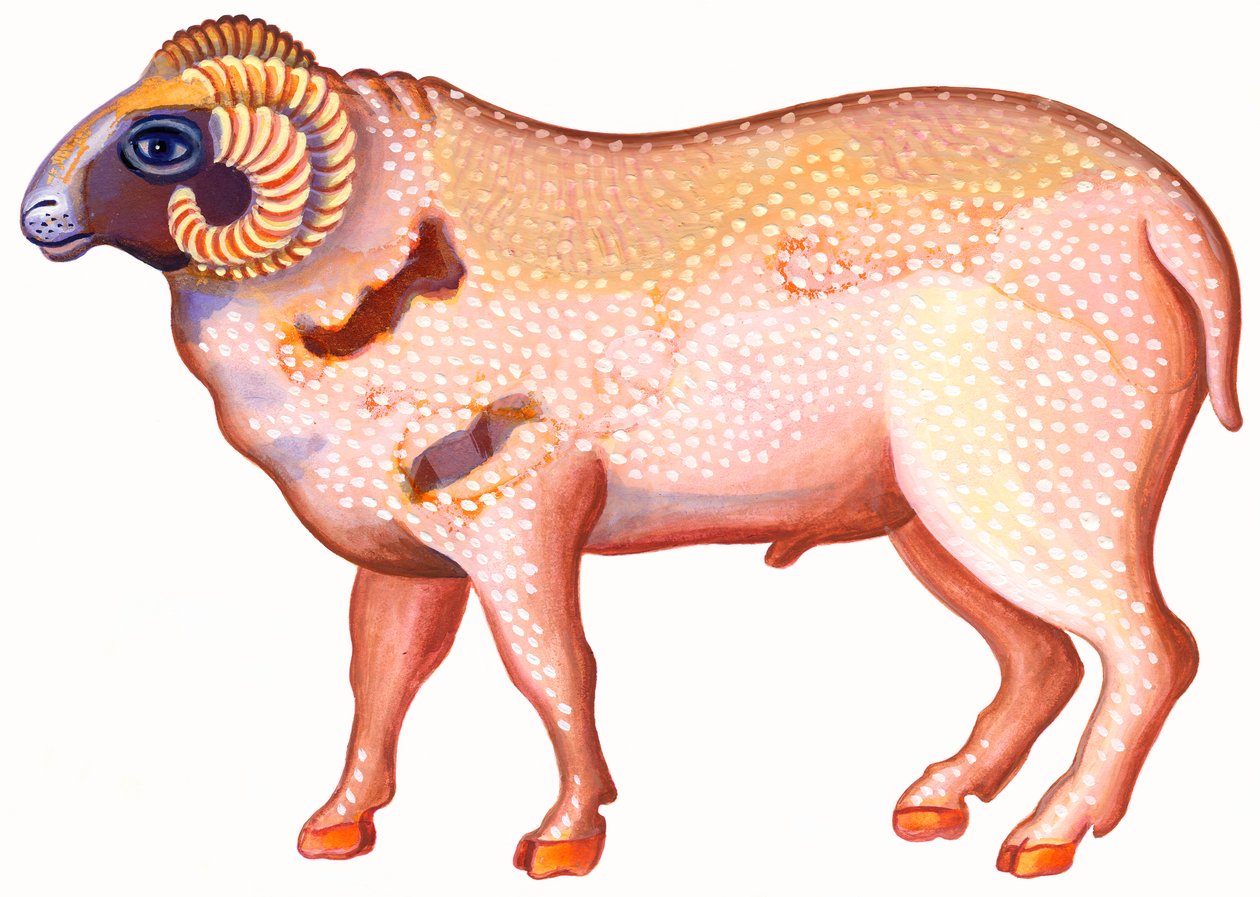 Ram de Ram door Jane Tattersfield