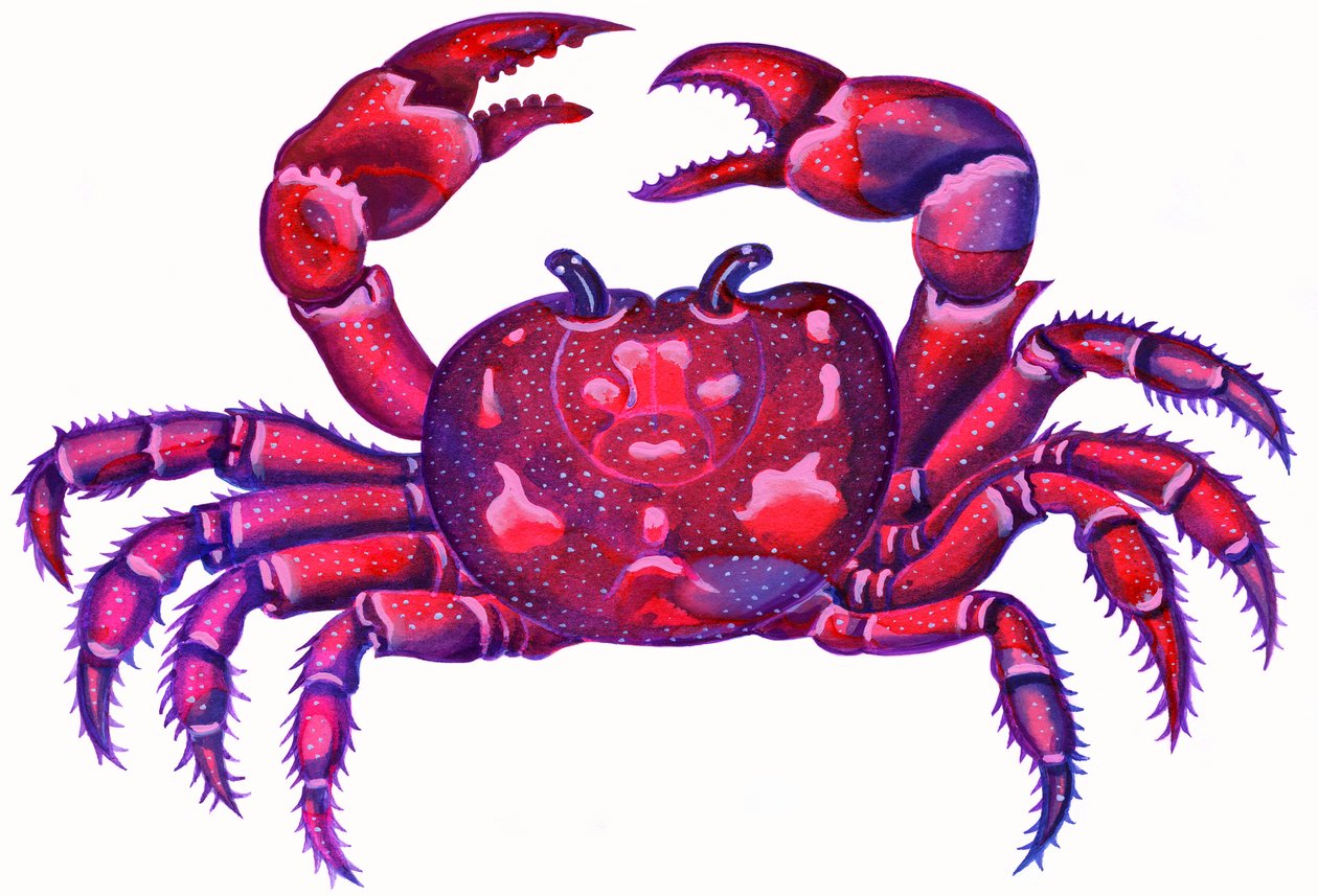 Kreeft de Krab door Jane Tattersfield